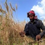 محکمہ زراعت نے دھان کے کاشتکاروں کیلئے انتباہ جاری کر دیا