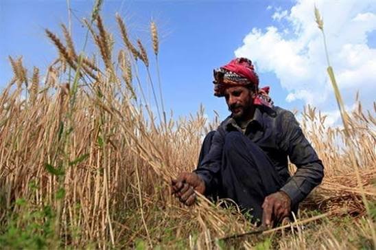 محکمہ زراعت نے دھان کے کاشتکاروں کیلئے انتباہ جاری کر دیا