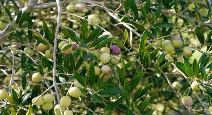 پاکستان میں زیتون کی کاشت 60 اضلاع تک پھیل گئی، 12 ہزار کسان منسلک