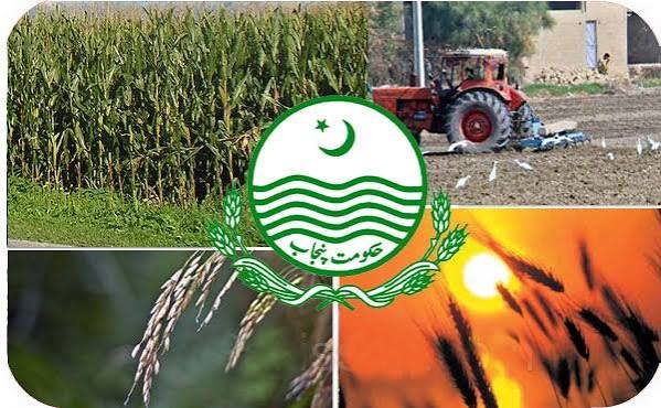 دھان کے مڈھوں کو آگ لگانے سے گریز کریں، محکمہ زراعت